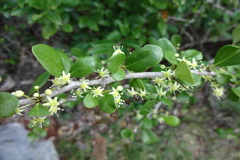 Maytenus emarginata